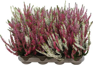 Calluna vulgaris ‘Twin Girls’ Heather – 10cm Pot