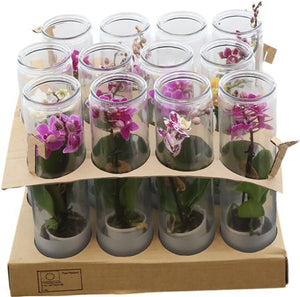 Mini Phalaenopsis Orchid – 6cm Frosted Glass Pot
