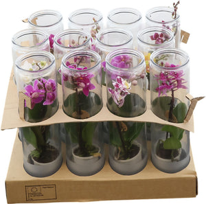Mini Phalaenopsis Orchid – 6cm Frosted Glass Pot