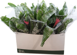 Pink Aechmea Fasciata Bromeliad – 12cm Pot