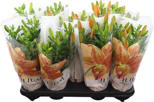 Mixed Asiatic Lilies – 13cm Pot, 35cm High