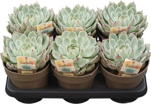 Echeveria Chihuahuaensis Succulent – 14cm Pot