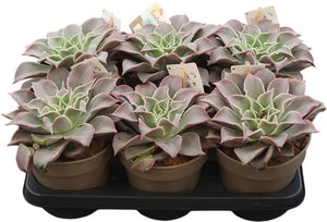 Echeveria ‘Madiba’ Succulent – 14cm Pot