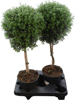 Myrtle Standard Plant (Myrtus communis) – 17cm Pot