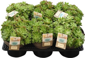 Echeveria affinis Succulent – 14cm Pot