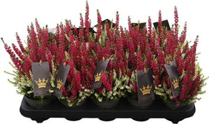 Mixed Calluna vulgaris Heather – 11cm Pot