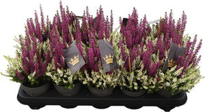 Mixed Calluna vulgaris Heather – 11cm Pot
