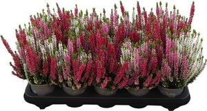 Calluna vulgaris ‘Beauty Ladies Trio Milca Weiss’ – 10.5cm Pot