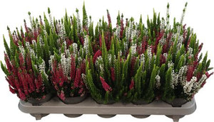 Calluna vulgaris ‘Beauty Ladies Trio Milca Weiss’ – 10.5cm Pot