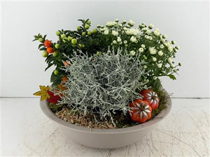 Mixed Colour Plant Arrangement in Extra-Large Taupe Zinc Bowl