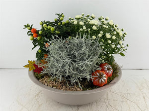 Mixed Colour Plant Arrangement in Extra-Large Taupe Zinc Bowl