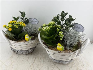 Mixed Colour Floral Arrangement