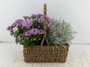 Mixed Colour Seagrass Hanging Basket Arrangement