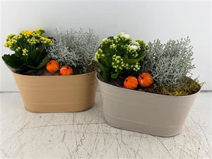 Mixed Colour Oval Zinc Arrangement