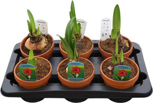 Royal Red Amaryllis (Hippeastrum) – 15cm Terracotta Pot