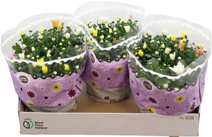 Mixed Chrysanthemum Houseplant – 23cm Pot