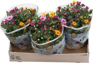 Mixed Chrysanthemum Houseplant – 23cm Pot