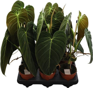 Philodendron melanochrysum – 12cm Pot, 50cm High