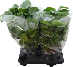 Chinese Money Plant (Pilea peperomioides) – 20cm Pot