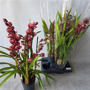 Mixed Cymbidium Orchid – 14cm Pot, 75cm Tall