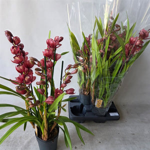 Mixed Cymbidium Orchid – 14cm Pot, 75cm Tall