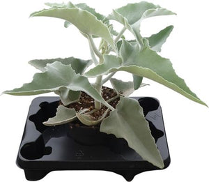 Elephant Ear Kalanchoe (Kalanchoe beharensis) – 19cm Pot