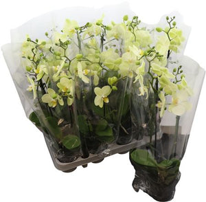 Lime Phalaenopsis Orchid – 9cm Pot, 30cm High