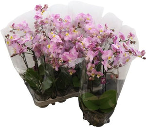 Lime Phalaenopsis Orchid – 9cm Pot, 30cm High