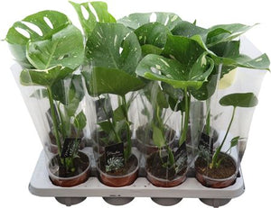 Monstera Thai Constellation – 12cm Pot, 30cm High