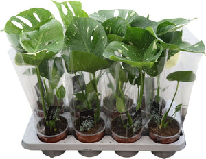 Monstera Thai Constellation – 12cm Pot, 30cm High