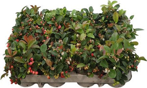 Creeping Wintergreen (Gaultheria procumbens) – 9cm Pot