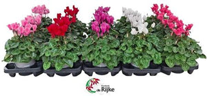 Mixed Cyclamen persicum – 15cm Pot, 35cm High