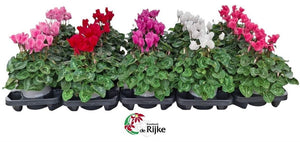 Mixed Cyclamen persicum – 15cm Pot, 35cm High