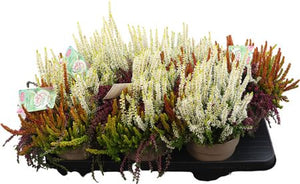 Mixed Calluna Heather (Calluna vulgaris) – 15cm Pot