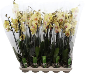 Desert Breeze Phalaenopsis Orchid – 12cm Pot