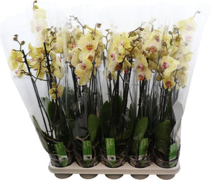 Desert Breeze Phalaenopsis Orchid – 12cm Pot