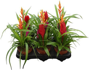 Mixed Bromeliad Trio – 12cm Pots, 35cm High