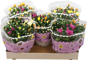 Mixed Chrysanthemum ‘Carnaval’ – 23cm Pot