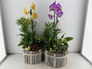 Round Beech Wood Plant Arrangement