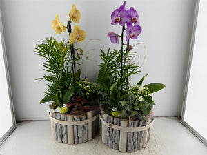 Round Beech Wood Plant Arrangement