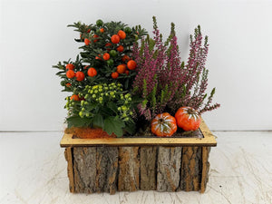 Mixed Colour Decorative Bark Arrangement