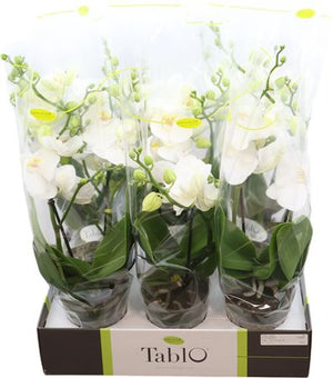 White Phalaenopsis Orchid – 2 Stem, 12cm Pot