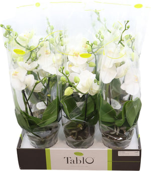White Phalaenopsis Orchid – 2 Stem, 12cm Pot