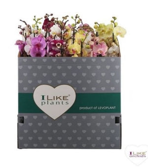 Mixed Phalaenopsis Orchid – 2 Stem, 12cm Pot