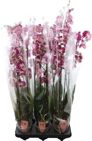 Queenstown Phalaenopsis Orchid – 12cm Pot, 80cm