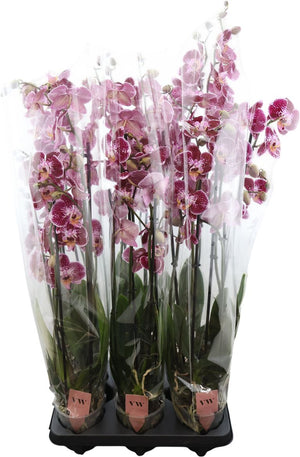 Queenstown Phalaenopsis Orchid – 12cm Pot, 80cm