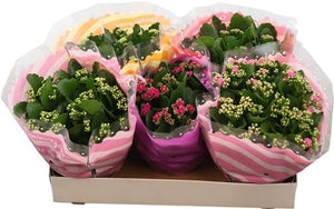 Mixed Double Kalanchoe – 23cm Pot