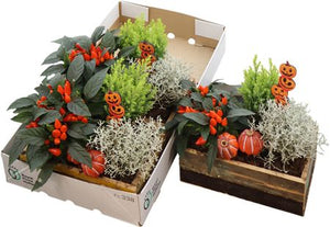 Garden Arrangement in Wooden Pot – 21cm