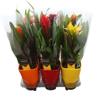 Mixed Guzmania Bromeliad – 14cm Ceramic Pot