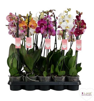 White Phalaenopsis Orchid – 2 Stem, 12cm Pot